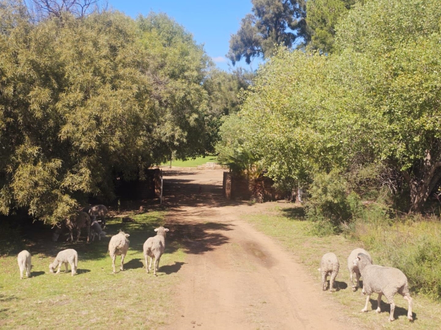 4 Bedroom Property for Sale in Dewetsdorp Free State